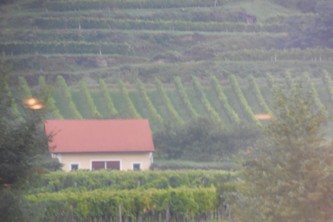 vineyard